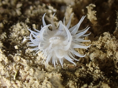 Actinothoe sphyrodeta