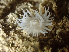 Actinothoe sphyrodeta