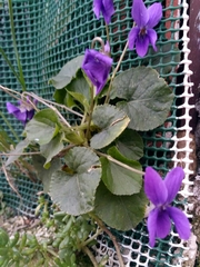 Viola odorata