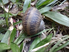 Cornu aspersum