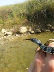 Natrix helvetica sicula