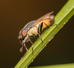 Idiella