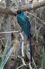 Lamprotornis caudatus