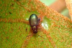 Aphthona strigosa