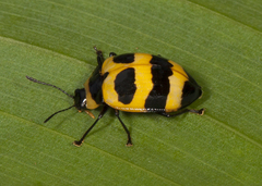 Oligocorynus jansoni