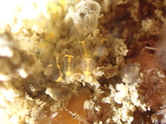 Pycnoclavella aurilucens