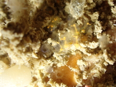 Pycnoclavella aurilucens