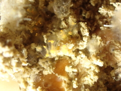Pycnoclavella aurilucens