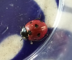Coccinella septempunctata