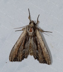 Apamea verbascoides