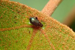 Aphthona strigosa