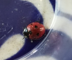 Coccinella septempunctata
