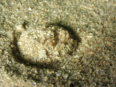 Halcampa chrysanthellum