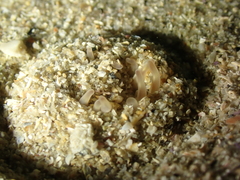 Halcampa chrysanthellum