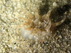 Halcampa chrysanthellum