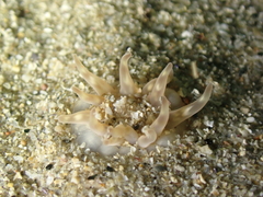 Halcampa chrysanthellum