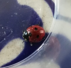 Coccinella septempunctata