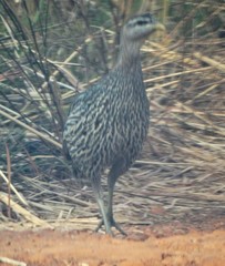 Pternistis bicalcaratus