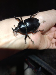 Trypoxylus dichotomus