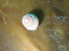 Steromphala cineraria