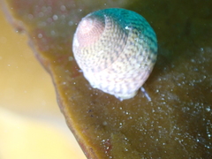 Steromphala cineraria