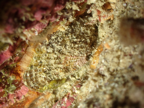 Common Keyhole Limpet