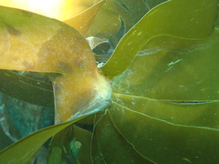 Laminaria hyperborea