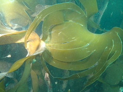 Laminaria hyperborea