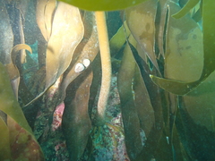 Laminaria hyperborea