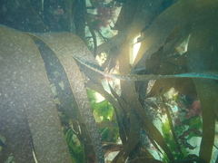 Laminaria hyperborea