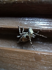 Aegomorphus jaspideus