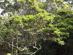 Cassipourea gummiflua