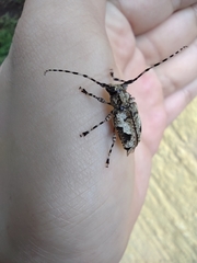 Aegomorphus jaspideus