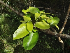 Cassipourea gummiflua
