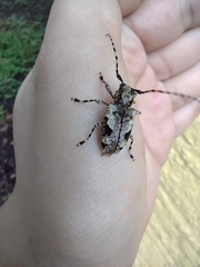 Aegomorphus jaspideus