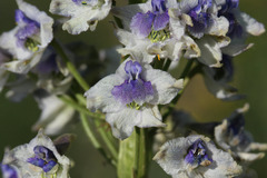 Delphinium × occidentale