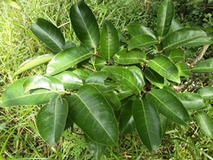 Cassipourea gummiflua