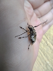 Aegomorphus jaspideus