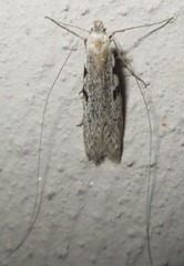 Adelidae