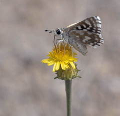 Inula multicaulis