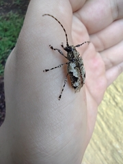 Aegomorphus jaspideus