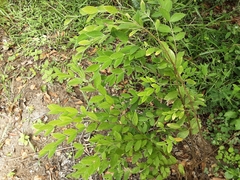 Englerodaphne ovalifolia
