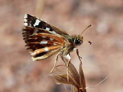 Muschampia staudingeri