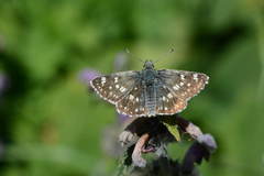 Muschampia tessellum