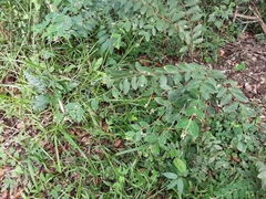 Englerodaphne ovalifolia