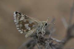 Spialia struvei