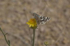 Spialia struvei