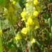 Linaria saxatilis - Photo (c) Ghislain118 (http://www.fleurs-des-montagnes.net).,  זכויות יוצרים חלקיות (CC BY-SA)