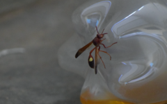 Belonogaster lateritia