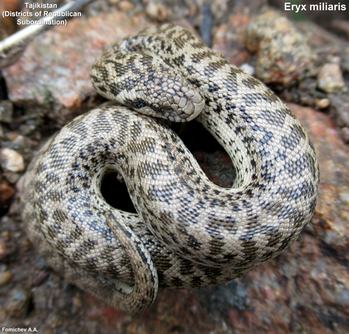 Desert Sand Boa, Eryx miliaris